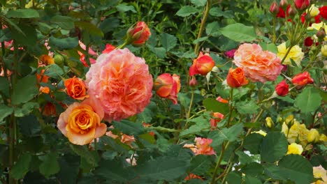 Muster-Wunderschön-Blühender-Rosen-In-Einem-Orangeton