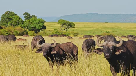 Zeitlupe-Der-Afrikanischen-Tierwelt,-Büffelherde-Auf-Afrikanischer-Tiersafari-In-Masai-Mara-In-Kenia-Im-Masai-Mara-Nationalreservat,-Naturaufnahmen-In-Savannenebenen-Und-Lange,-Hohe-Graslandschaft