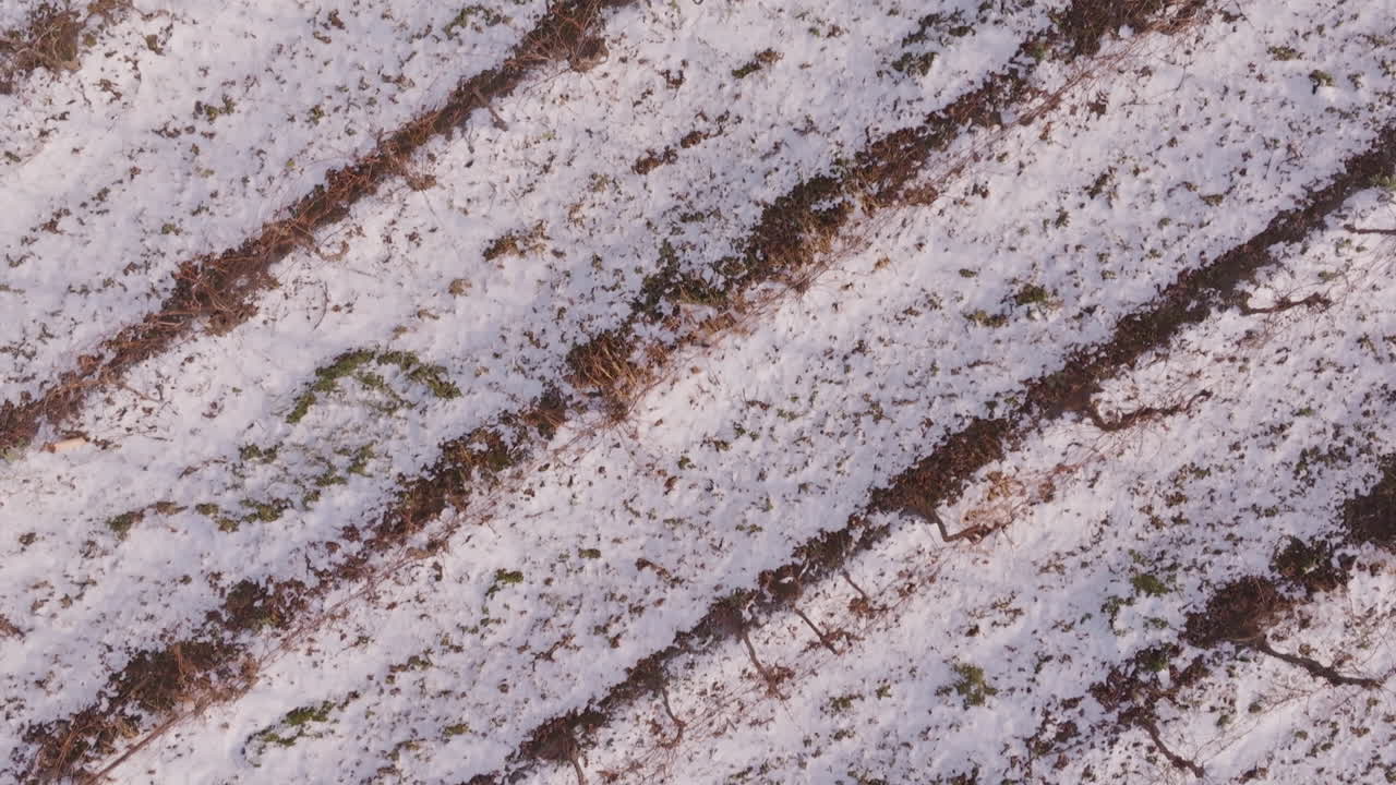 Frozen vineyards in Niagara, evoking winter stillness and nature's beauty