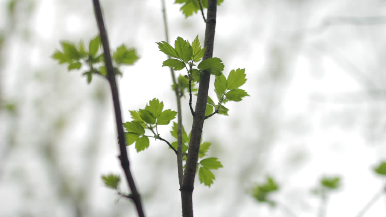 Green Leaves on an Overcast Day