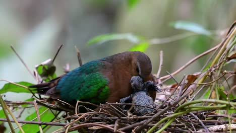 The-Common-Emerald-Dove-is-common-to-Asian-countries-and-it's-famous-for-its-beautiful-emerald-coloured-feathers