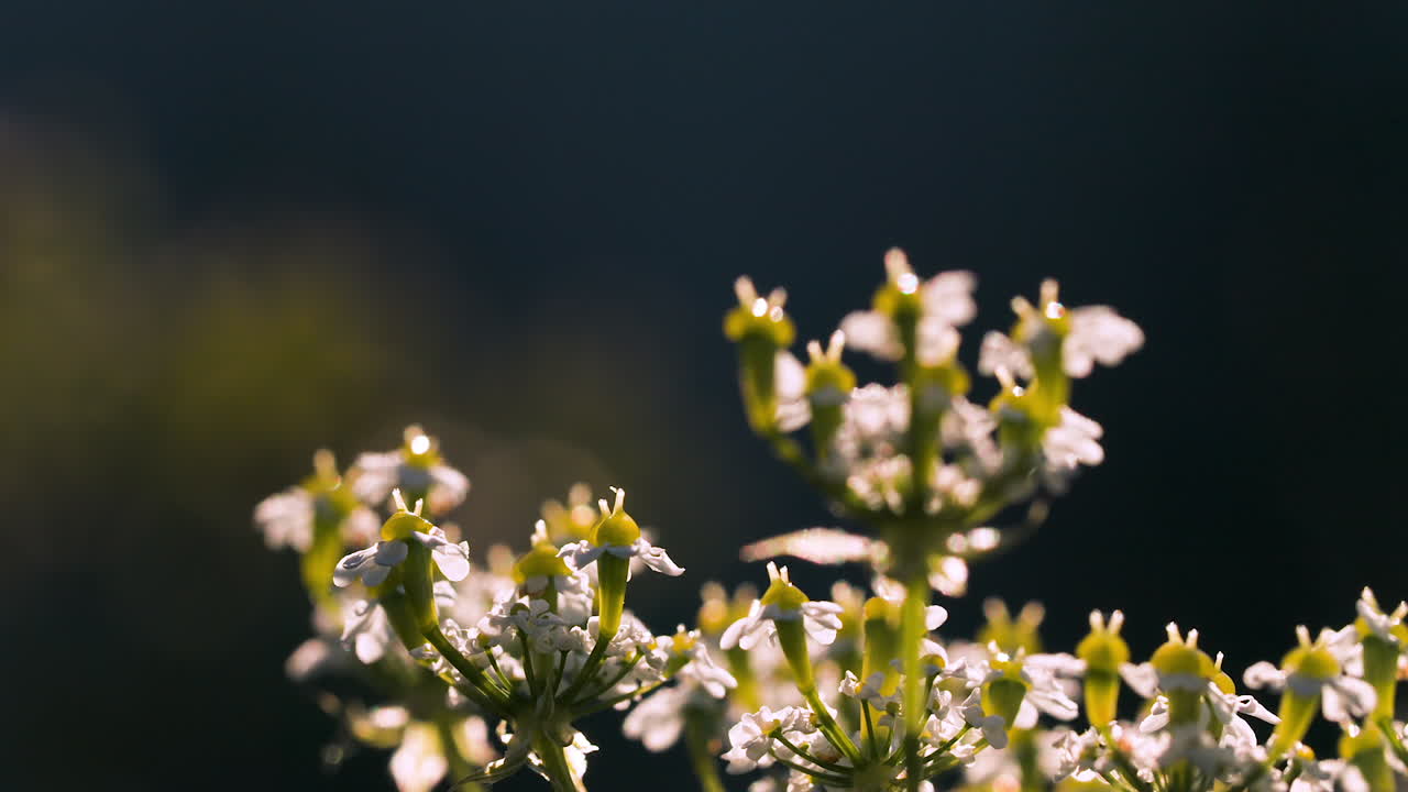Primo piano di piccoli fiori bianchi alla luce del sole