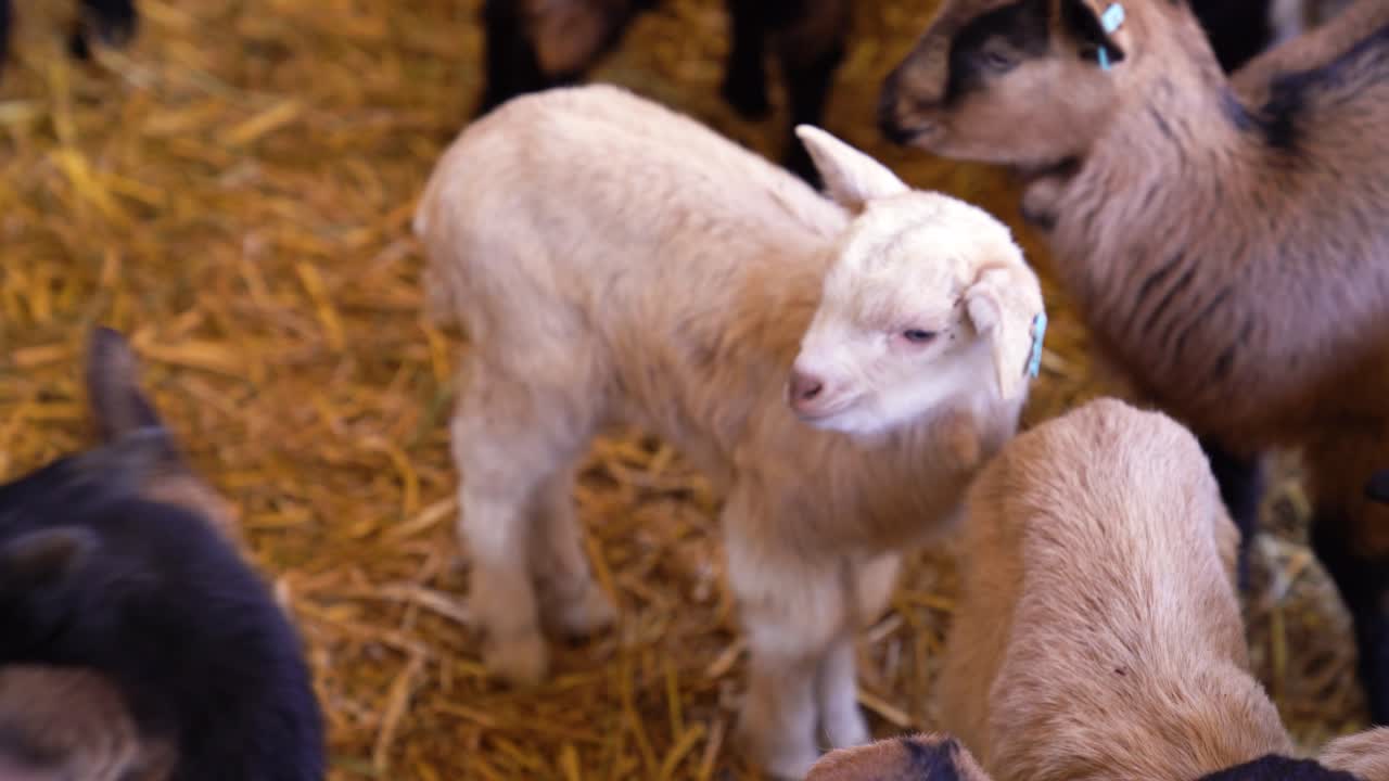 Baby goats in their enclosure in a farm, indoor, medium shot, handheld