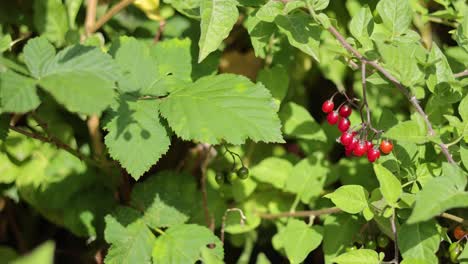 red berries on a leafy green plant