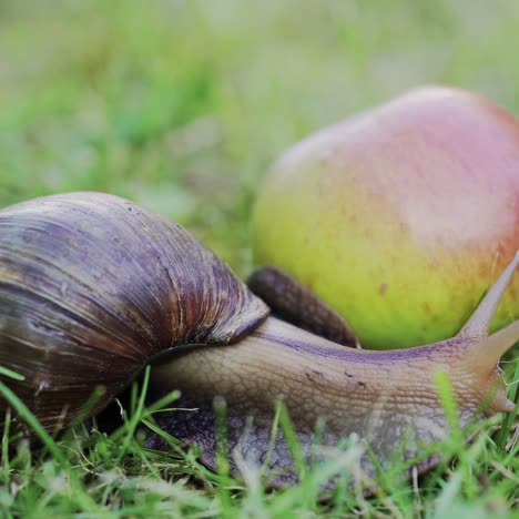large snail crawling in the garden. giant snail achatina is the largest land mollusk