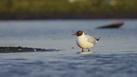 gaviota de cabeza negra llamando a otras gaviotas, gritando, llamada de cría, de cerca, cámara lenta