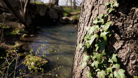 Ein-Mit-Efeu-Bewachsener-Baum-Vor-Einem-Kleinen-Bach-Mit-Klarem-Wasser-Und-Moosbewachsenen-Steinen-Am-Ufer