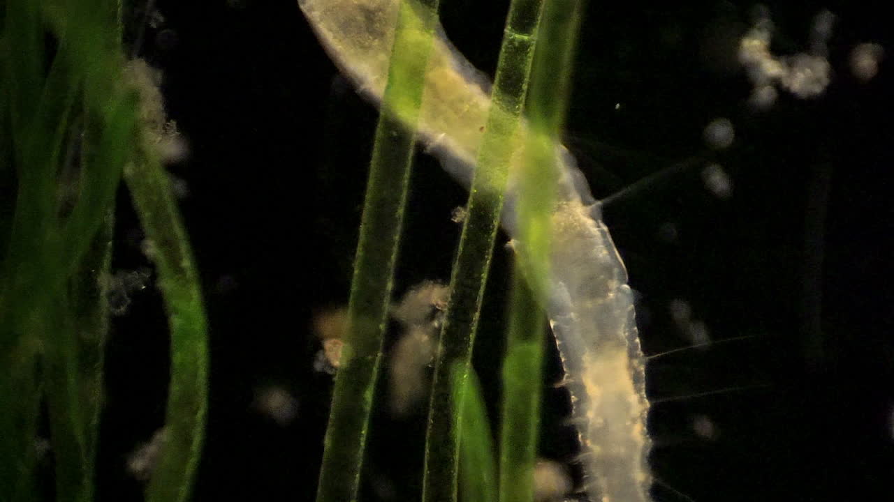 미세한 분절 환형체, stylaria의 장내 연동 운동