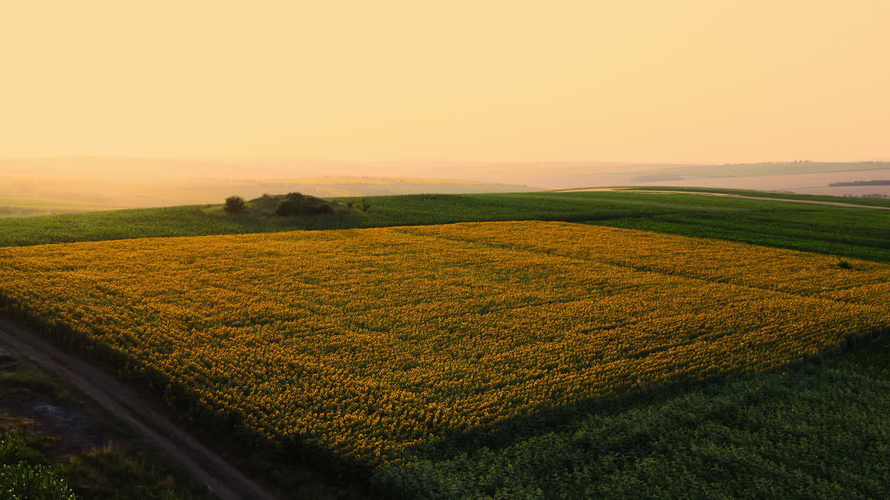 campos de girasol al atardecer, vista aérea desplegable de la vasta tierra agrícola dorada en la región rural durante la temporada de verano