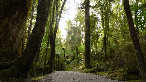 Woman Hiking on a Trail Through a Lush Green Forest