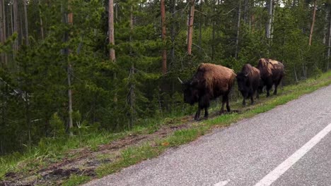 los bisontes caminan en fila a lo largo de la carretera pavimentada durante el día en los bosques, siguiendo a dolly