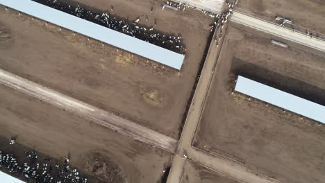 Cattle-huddle-in-the-shade-during-a-sunny-day-at-the-dairy