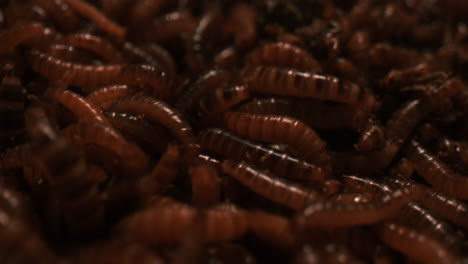 heap of live worms crawling. macro shot