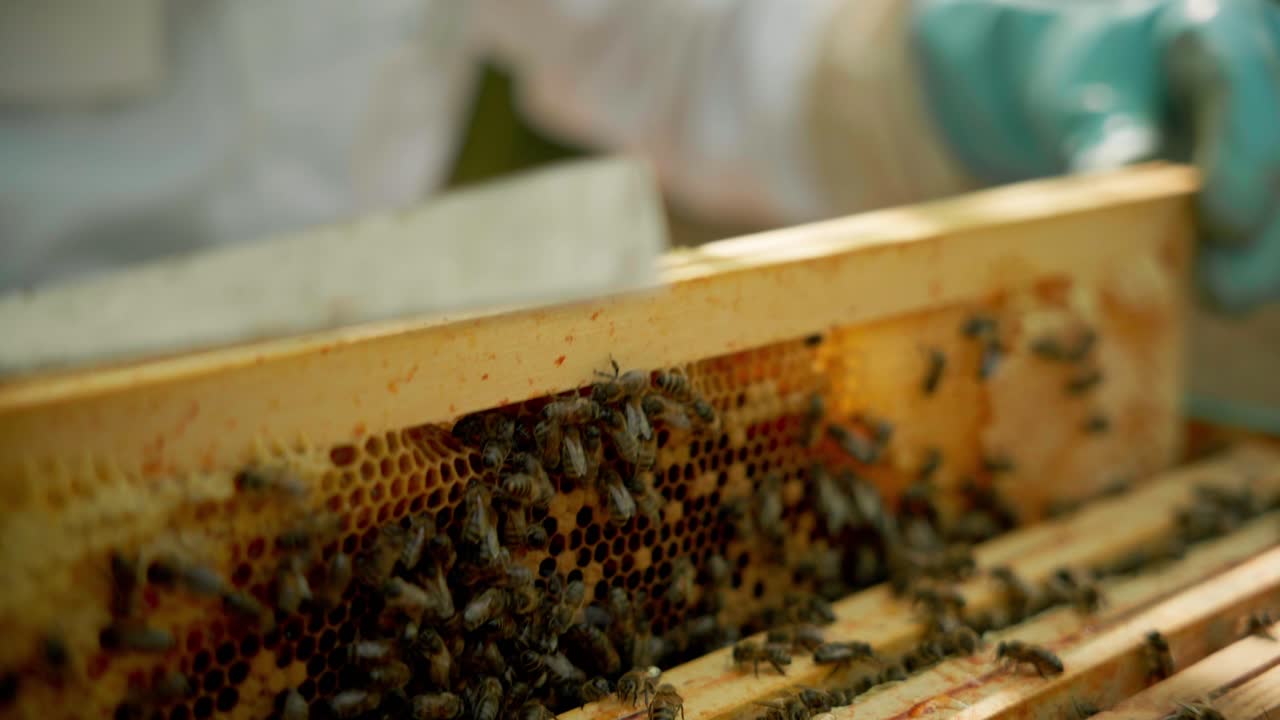 Detailed view of a swarm of worker bees moving across the wax cells of a wooden hive frame during an inspection. Close up shot