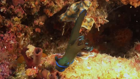 tambja nudibranch  crawling over coral reef in philippines