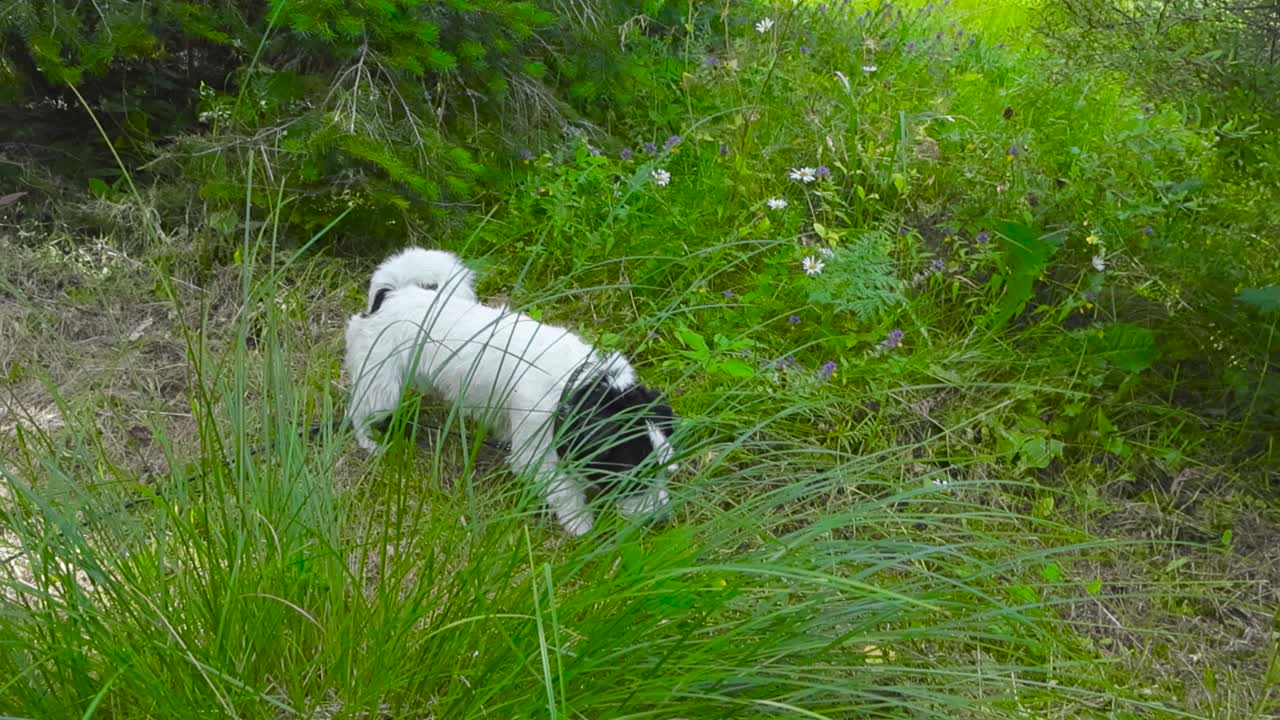 여름 동안 높은 풀, 꽃, 스프루스 또는 소나무와 함께 정원에서 돌아다니는 작은 색과 검은색 테리어