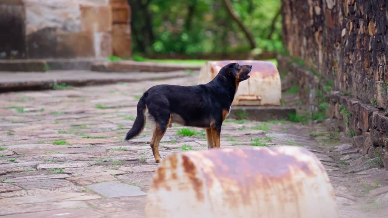 Lonely dog standing on rustic path near old stone wall in Mantiqueira, Minas Gerais, Brazil