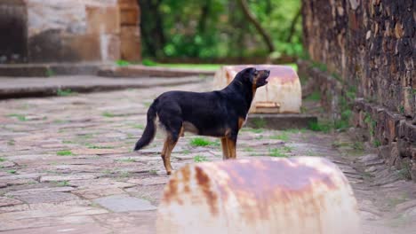 lonely dog standing on rustic path near old stone wall in mantiqueira, minas gerais, brazil