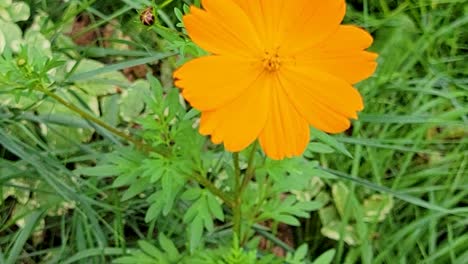 close up shot of sulfur cosmos, beautiful yellow flower, native to mexico, america