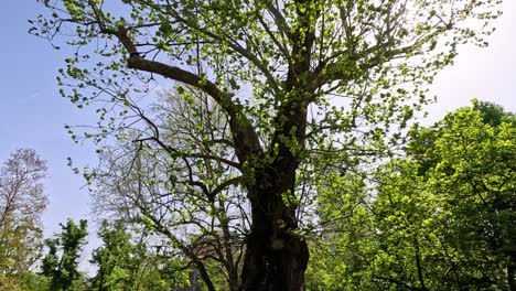 tree in indro montanelli gardens, milan, italy