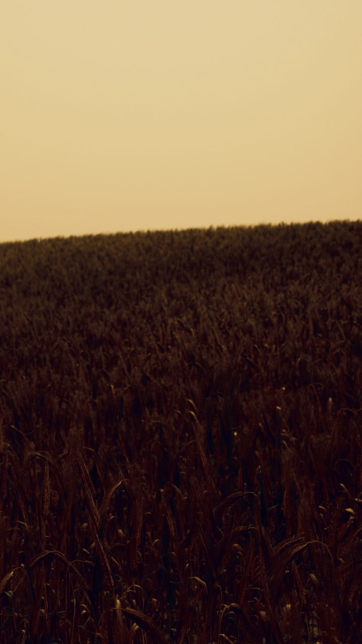 Wheat field stretches under sunset sky in rural landscape