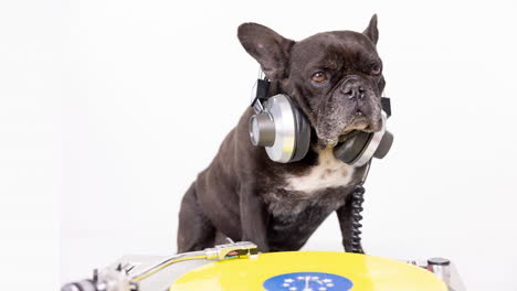 dj bulldog francés con auriculares y tocadiscos