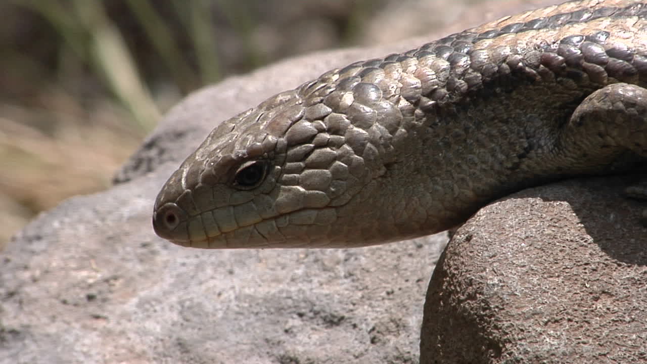 un lagarto en una roca mueve su lengua y se arrastra hacia adelante