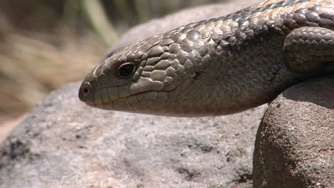 a lizard on a rock flicks its tongue and crawls forward