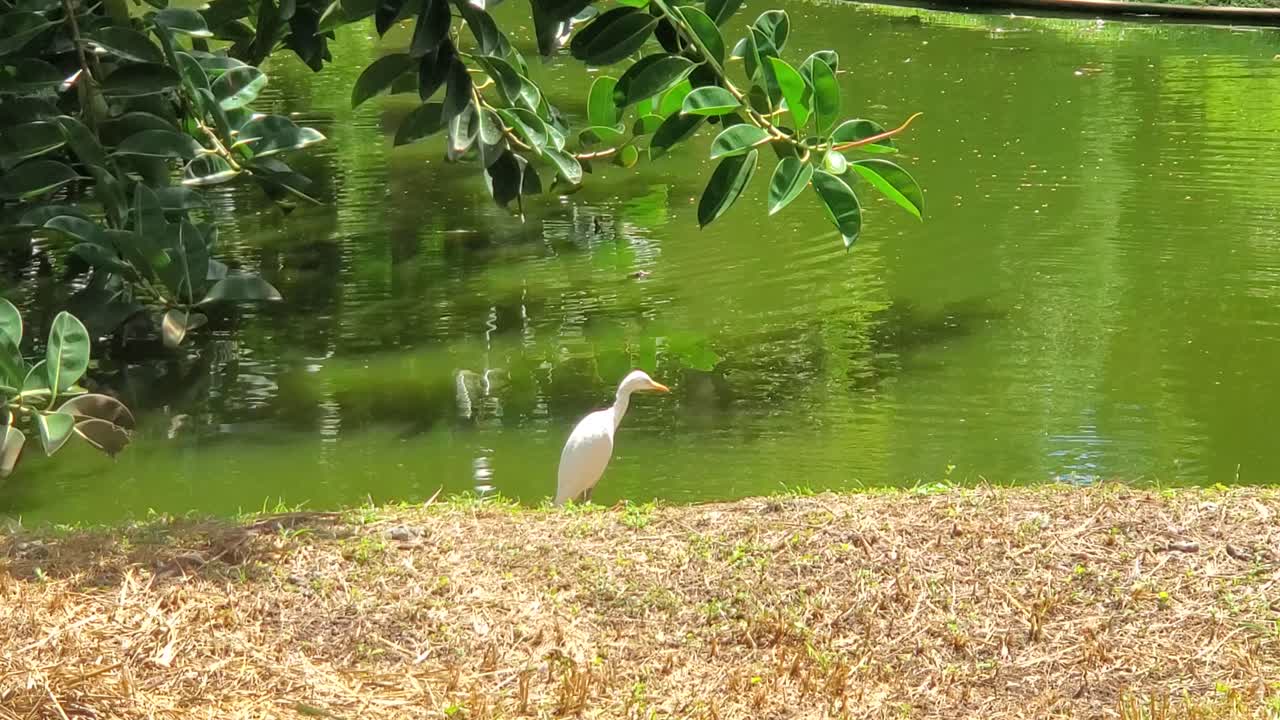 Peaceful, sunlit summer landscape featuring a wild heron bird garza blanca or Great White Egret in its natural tropical wetland habitat