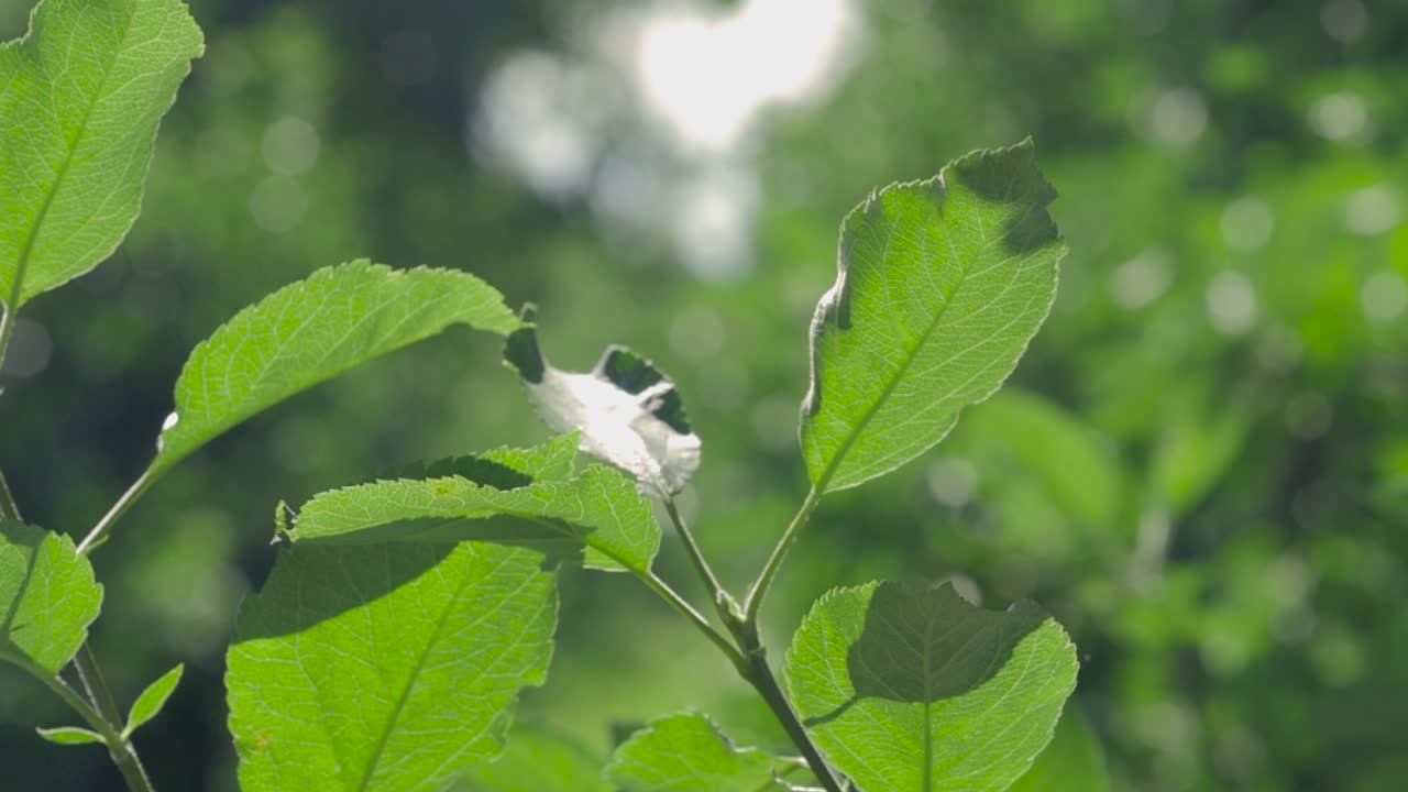 과수원에서 나뭇잎의 패닝 샷