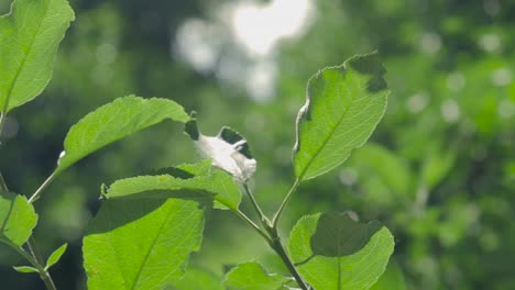 A-panning-shot-of-leaves-in-an-orchard