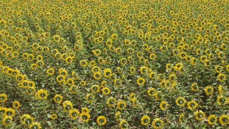 flying over fields of sunflowers against blue skies