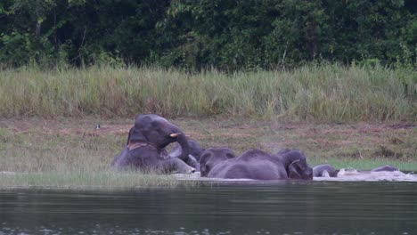 los elefantes asiáticos están en peligro y esta manada se divierte jugando y bañándose en un lago en el parque nacional khao yai