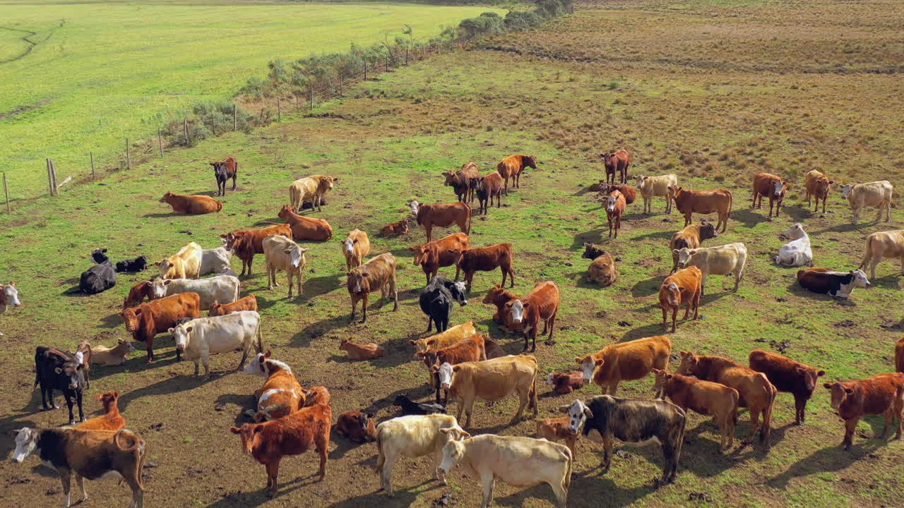 rebaño de vacas pastando en hermosos pastos brasileños