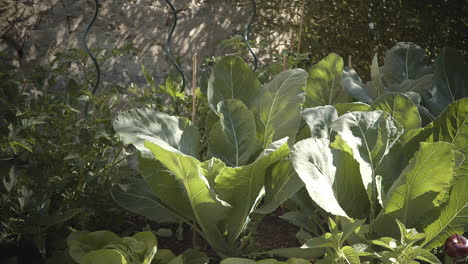 variety of garden vegetables growing outdoors, tilt up