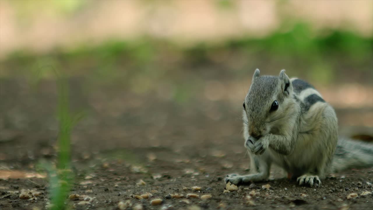 귀여운 인도 야자 다람쥐 먹기, sciuridae의 종 funambulus palmarum 가족