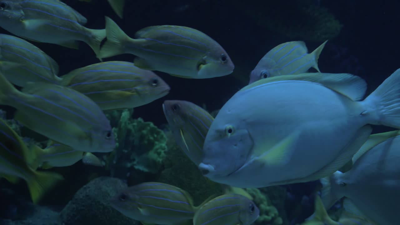 A Bangkok, Thailandia, all'oceanario del Siam Ocean World si vedono molti pesci tropicali colorati che nuotano