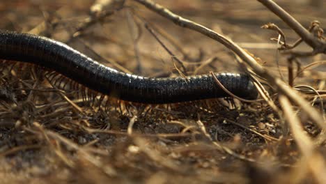 slow motion close up of centipede crawling to the right