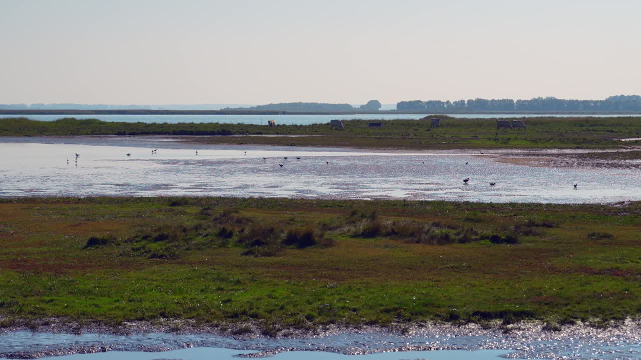 Tranquil Coastal Wetlands with Birds and Cattle