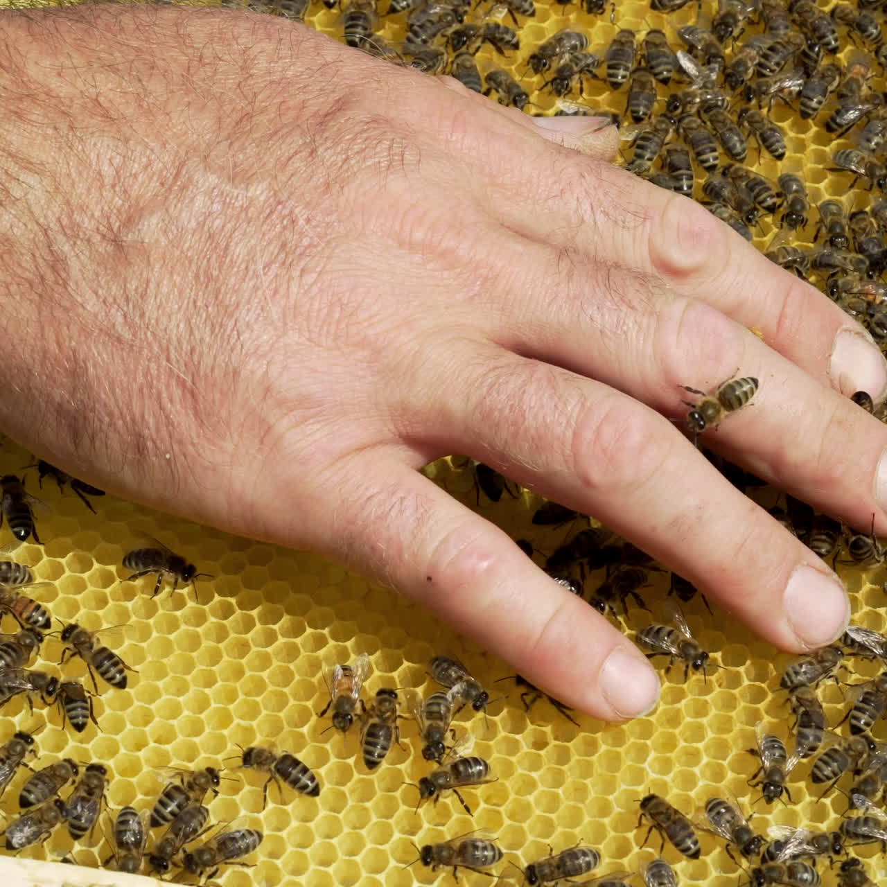 Barehanded male on a new frame with bees crawling outdoors. The beekeeper with his bare hands is holding a frame with bees.