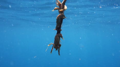 Tres-Caballitos-De-Mar-Sostienen-Escombros-Para-Protegerlos-En-Aguas-Azules-Del-Océano-Abierto