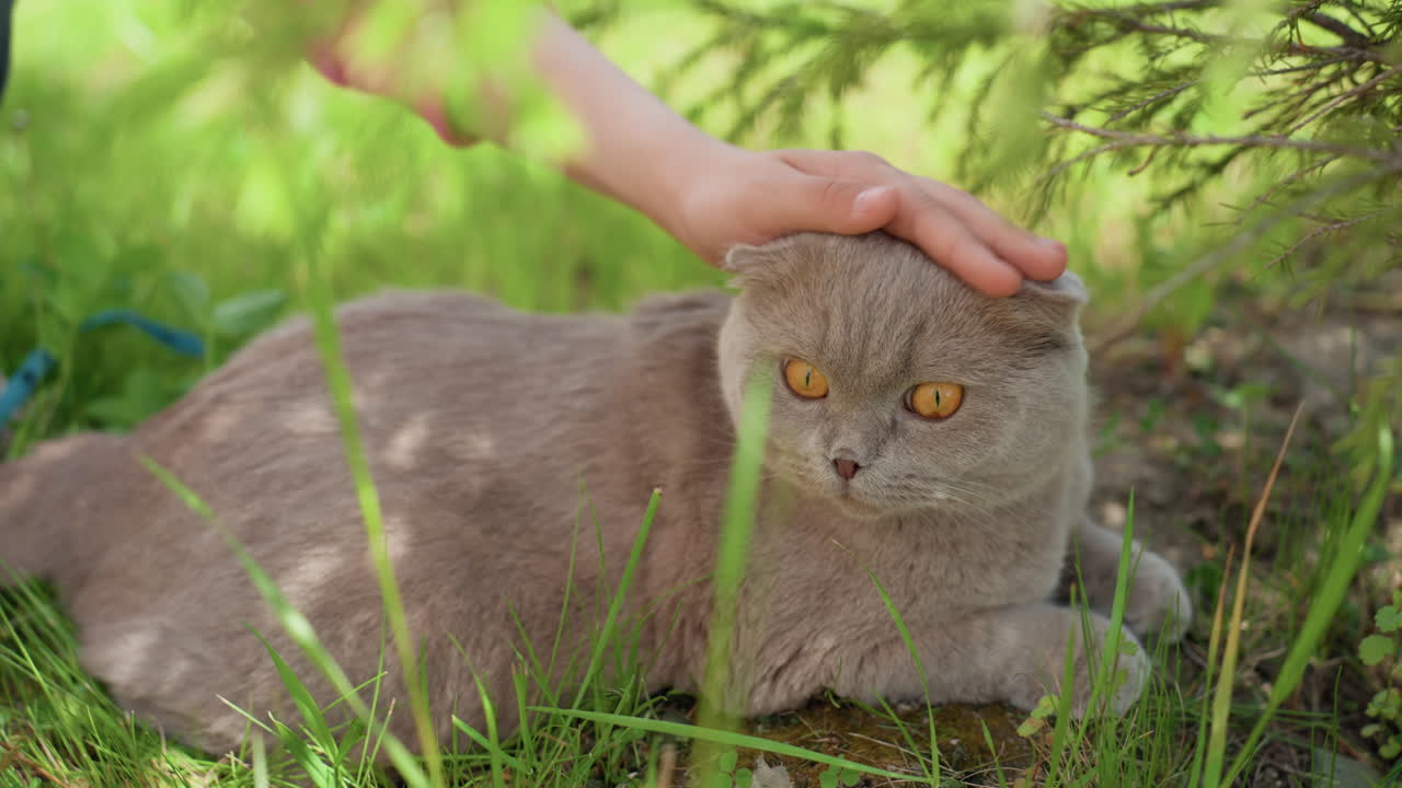 Tranquil Kitty Lounges Under Shaded Sunlight, Gentle Feline Comfortably Relaxes Amidst Sunlight And Shade, Calm And Contented Cat Lies Peacefully On Grassy Ground With Dappled Sunlight