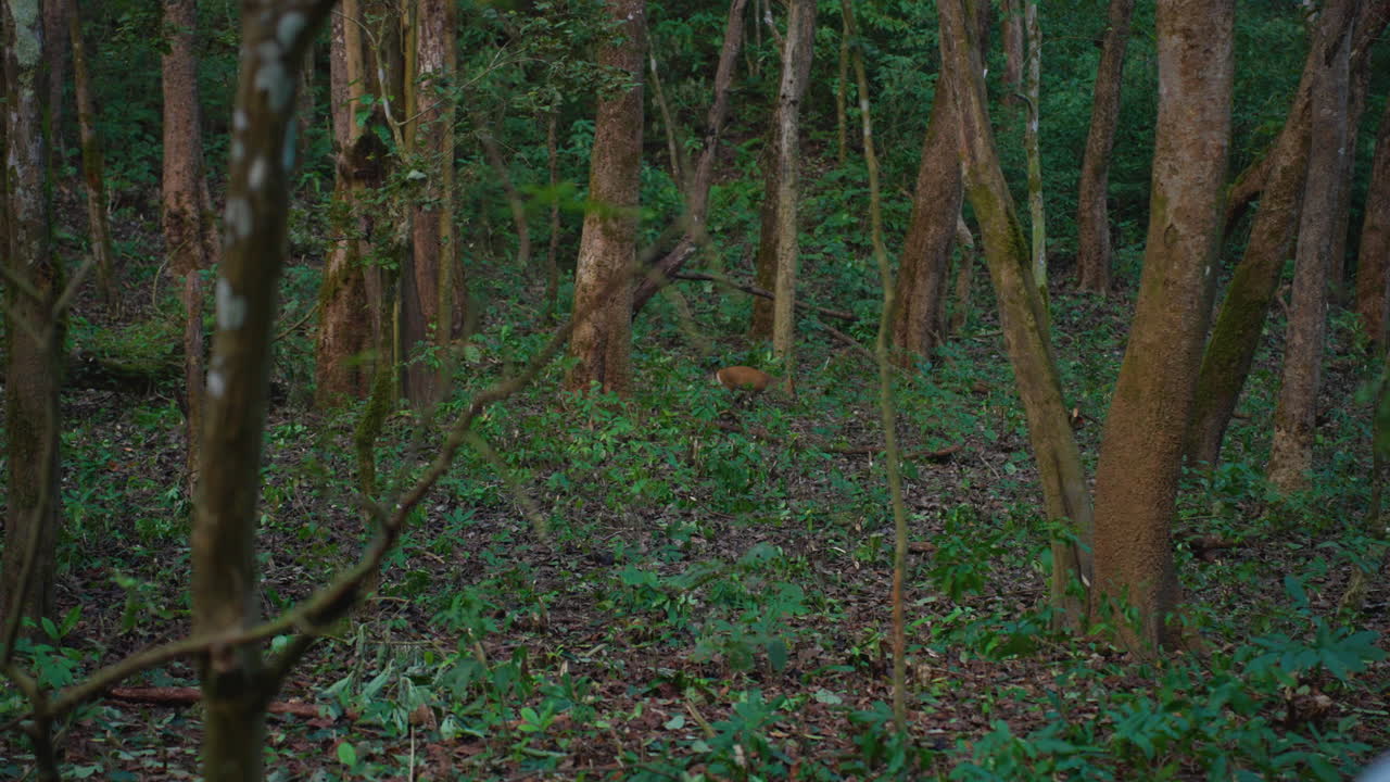 Slow-motion barking deer in forest at dawn, Jim Corbett Park, calm nature scene