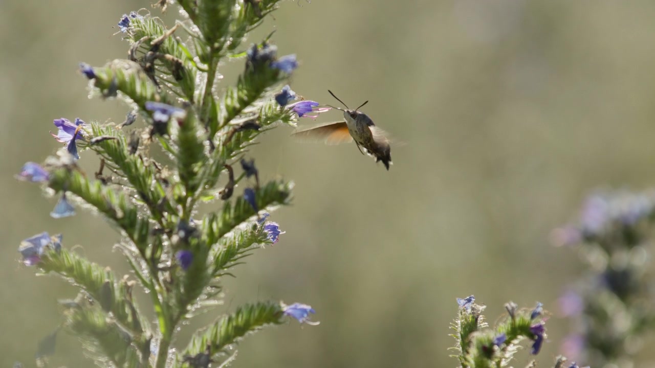 Hummingbird Hawk-Moth use proboscis to suck nectar from Blueweed flower