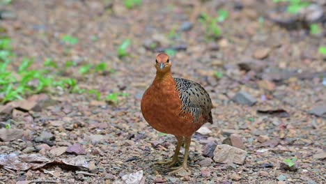mirando hacia la cámara luego mira hacia atrás para huir hacia el lado izquierdo de la espalda, perdiz ferruginous caloperdix oculeus