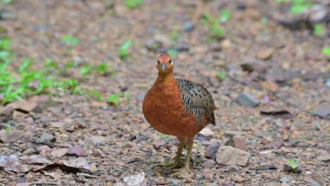 facing the camera then looks back to run away to the left back side, ferruginous partridge caloperdix oculeus