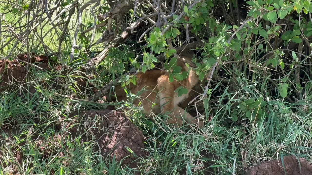 Very small Maasai Lion (Panthera leo massaicus) cubs sheltering under a tree in Serengeti National Park, Tanzania.
