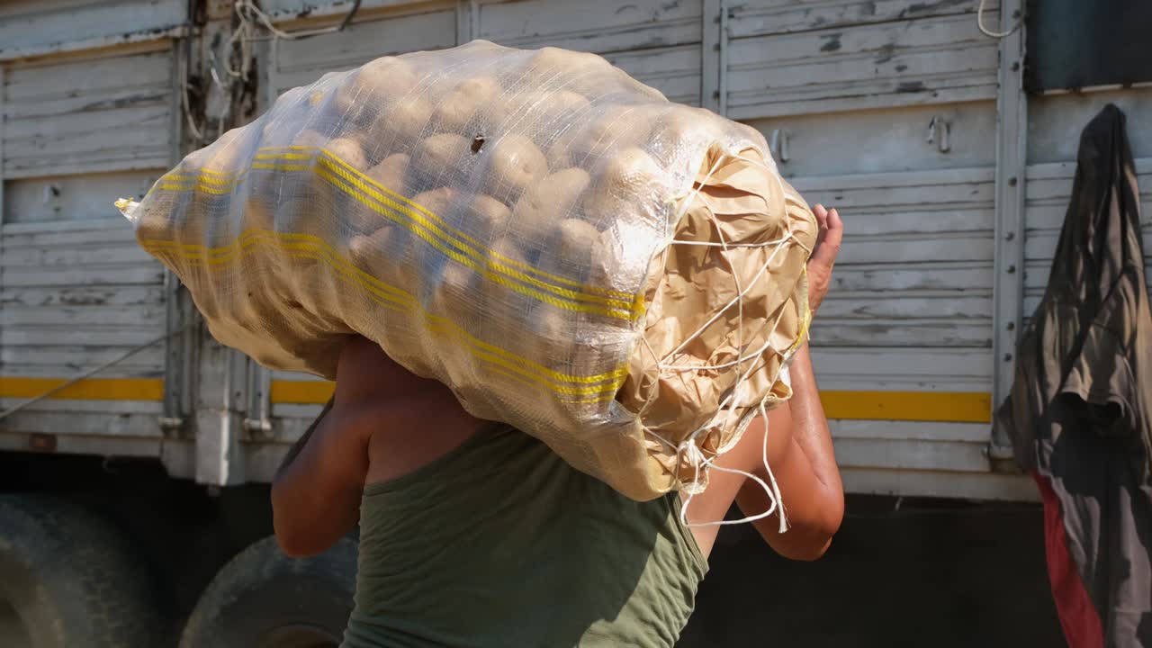 A worker loads harvested potatoes on a truck.
