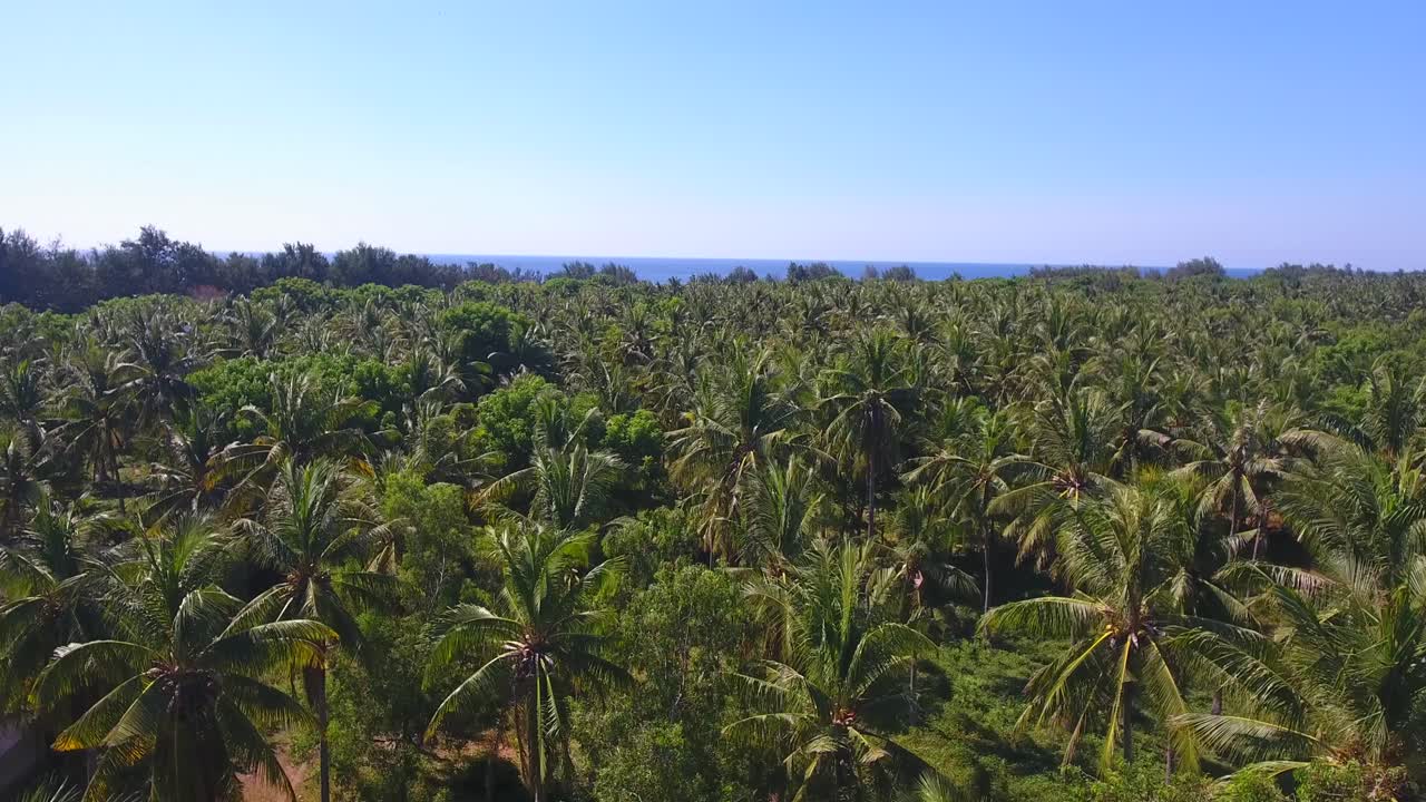 vista aérea volando con drones sobre el bosque de cocoteros y luego volando hacia el bosque a través de los árboles, toma épica con drones filmada en 4k en gili trawangan, lombok, bali, indonesia