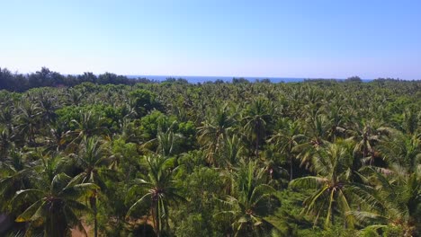 aerial view flying drone above coconut tree forest and then flying down in to the forest through the trees, epic drone shot filmed in 4k on gili trawangan, lombok, bali, indonesia